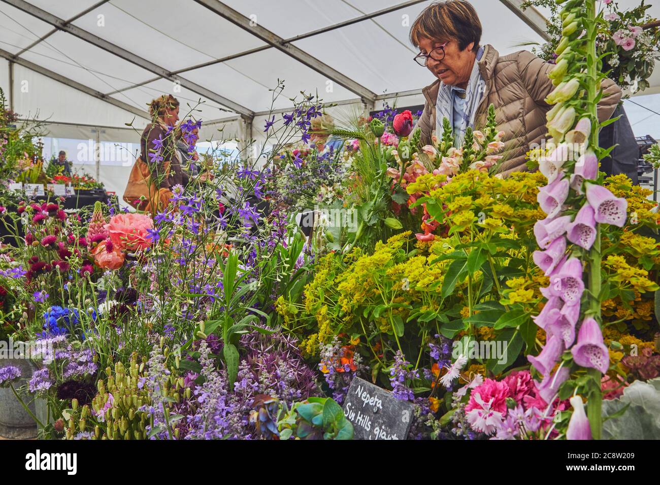 Plantes exposées dans un chapiteau, au Royal Bath and West Show, un spectacle agricole annuel, près de Shepton Mallet, Somerset, Grande-Bretagne. Banque D'Images