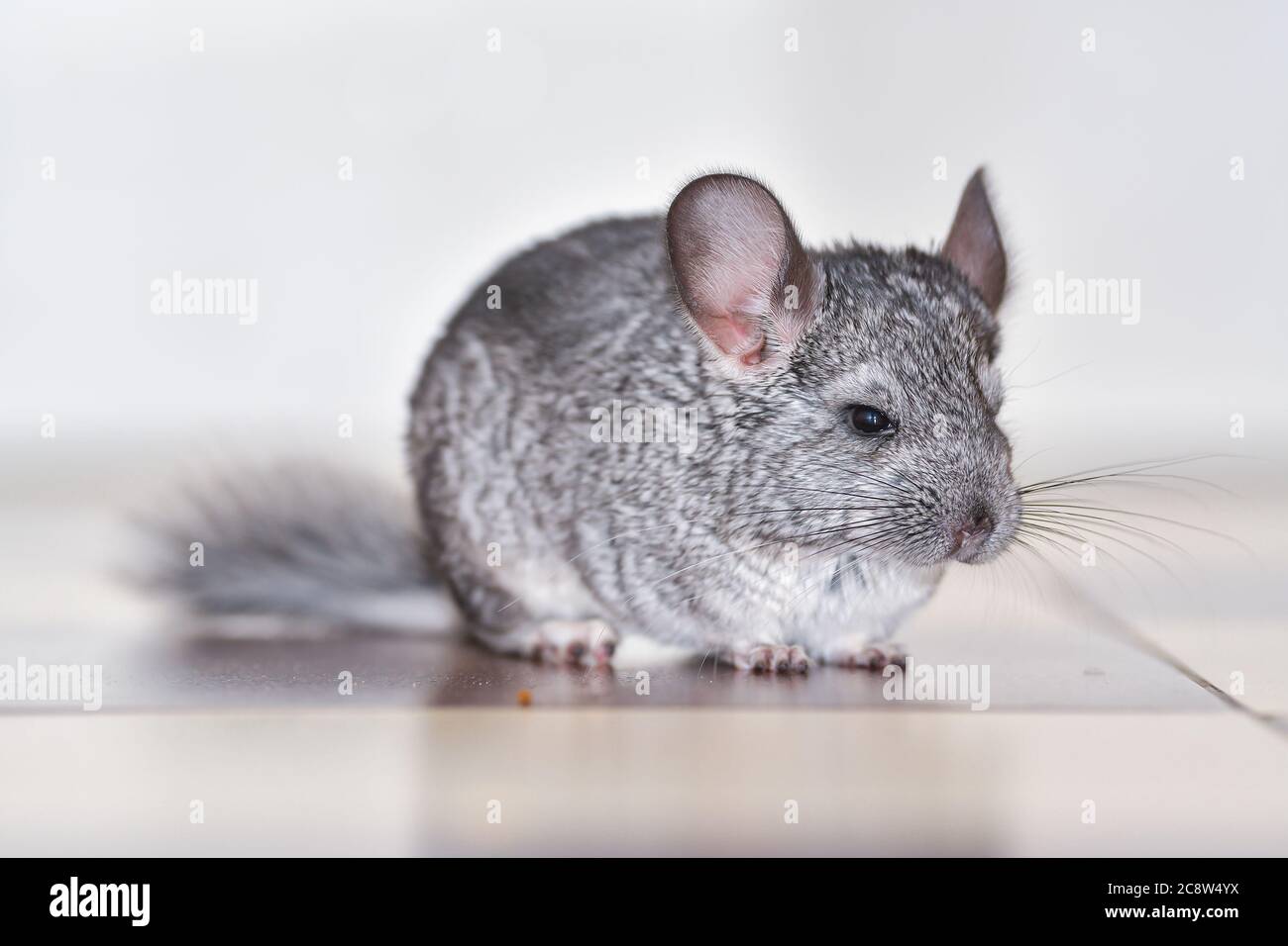 Petit chinchilla gris dans la maison Banque D'Images