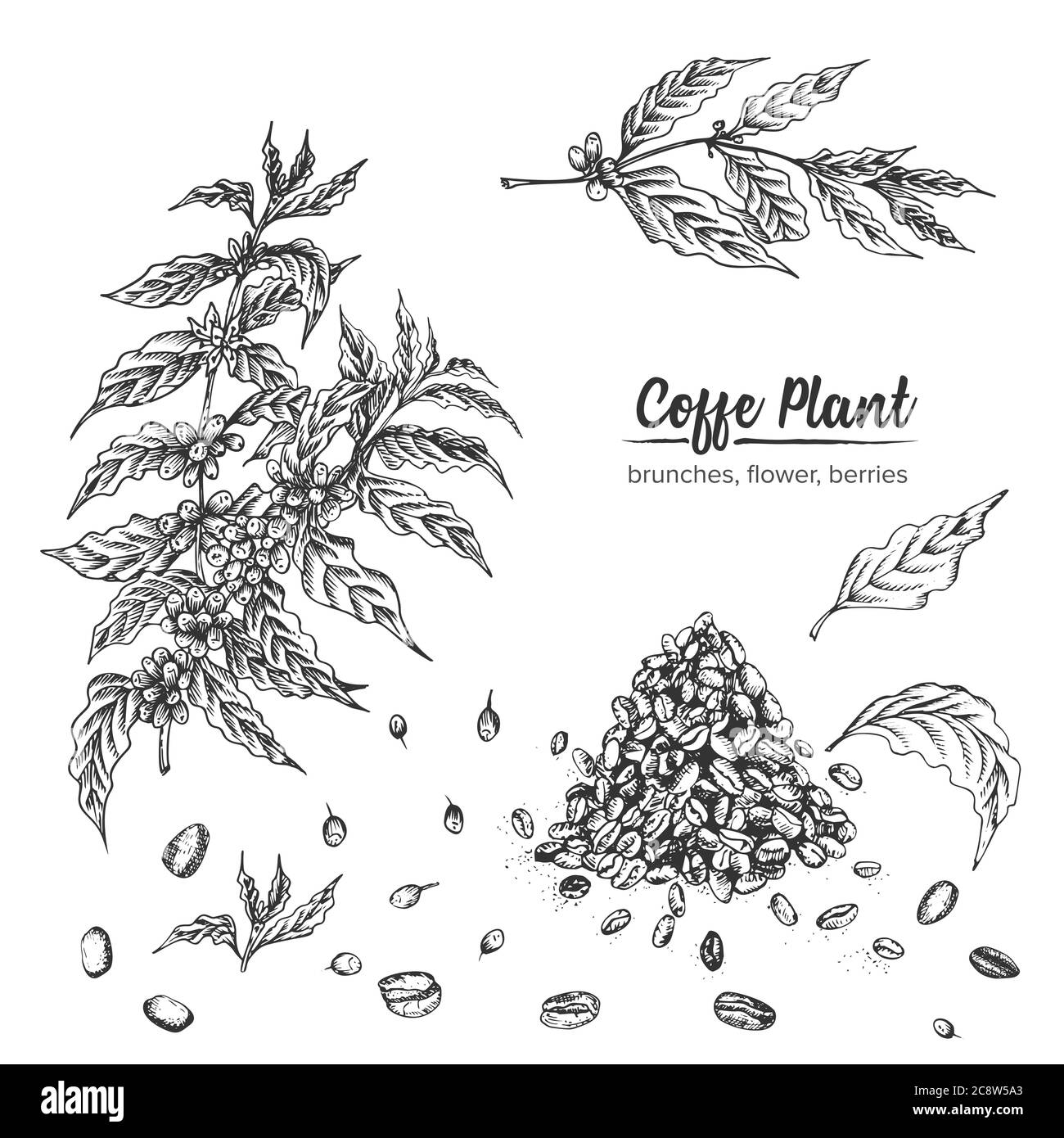 Réaliste esquisse d'encre botanique plante de café arabica, brunches, fleur, baies, feuilles, haricots rôtis isolés sur fond blanc, collection d'herbes Illustration de Vecteur