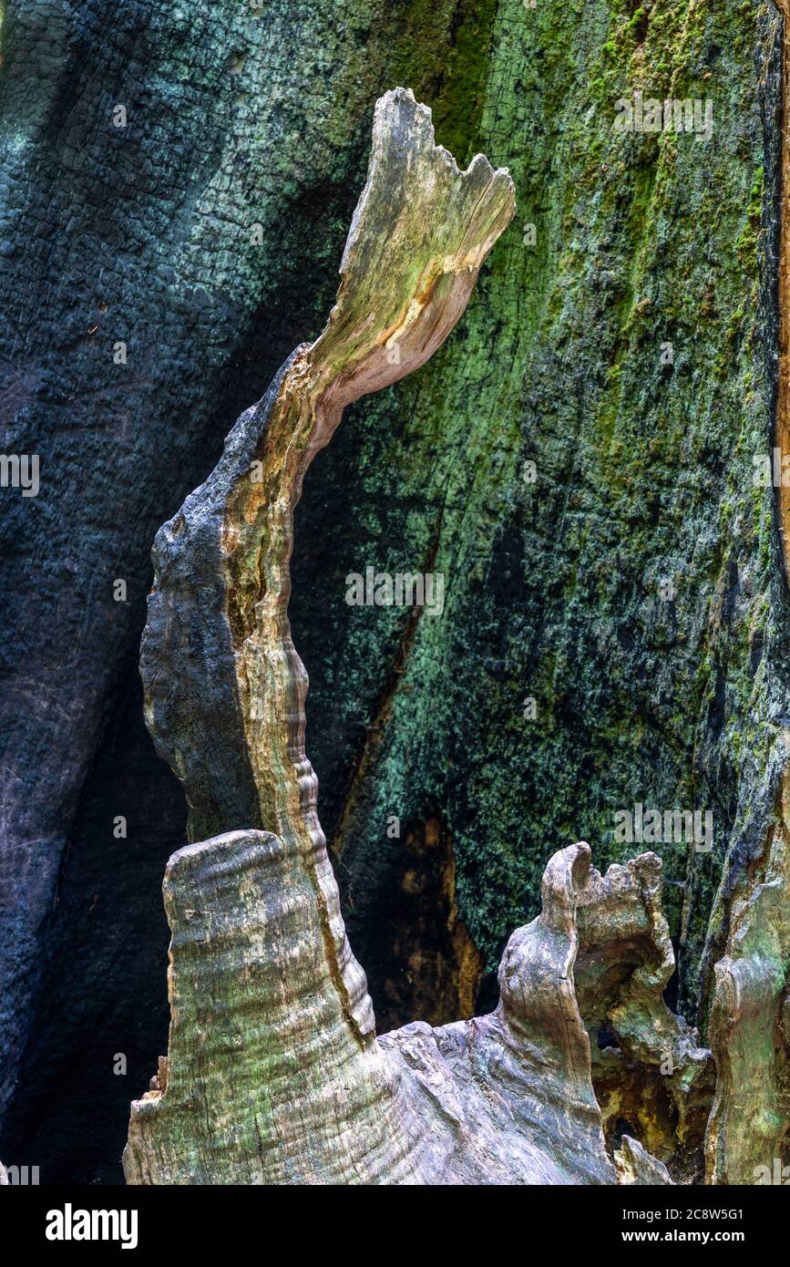 La forêt primitive de Sababurg, ou aussi la forêt primitive de Reinhardswald, est un biotope d'environ 95 ha sous la protection de la nature et du paysage, W Banque D'Images