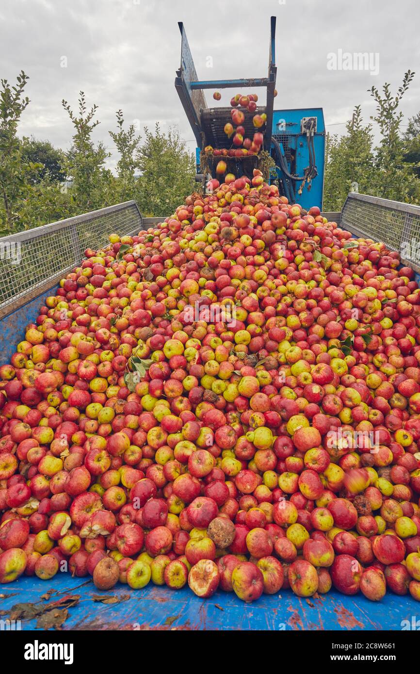 Pommes à cidre récoltées en automne dans un verger, près de Wellington, Somerset, dans le sud-ouest de l'Angleterre, en Grande-Bretagne. Banque D'Images