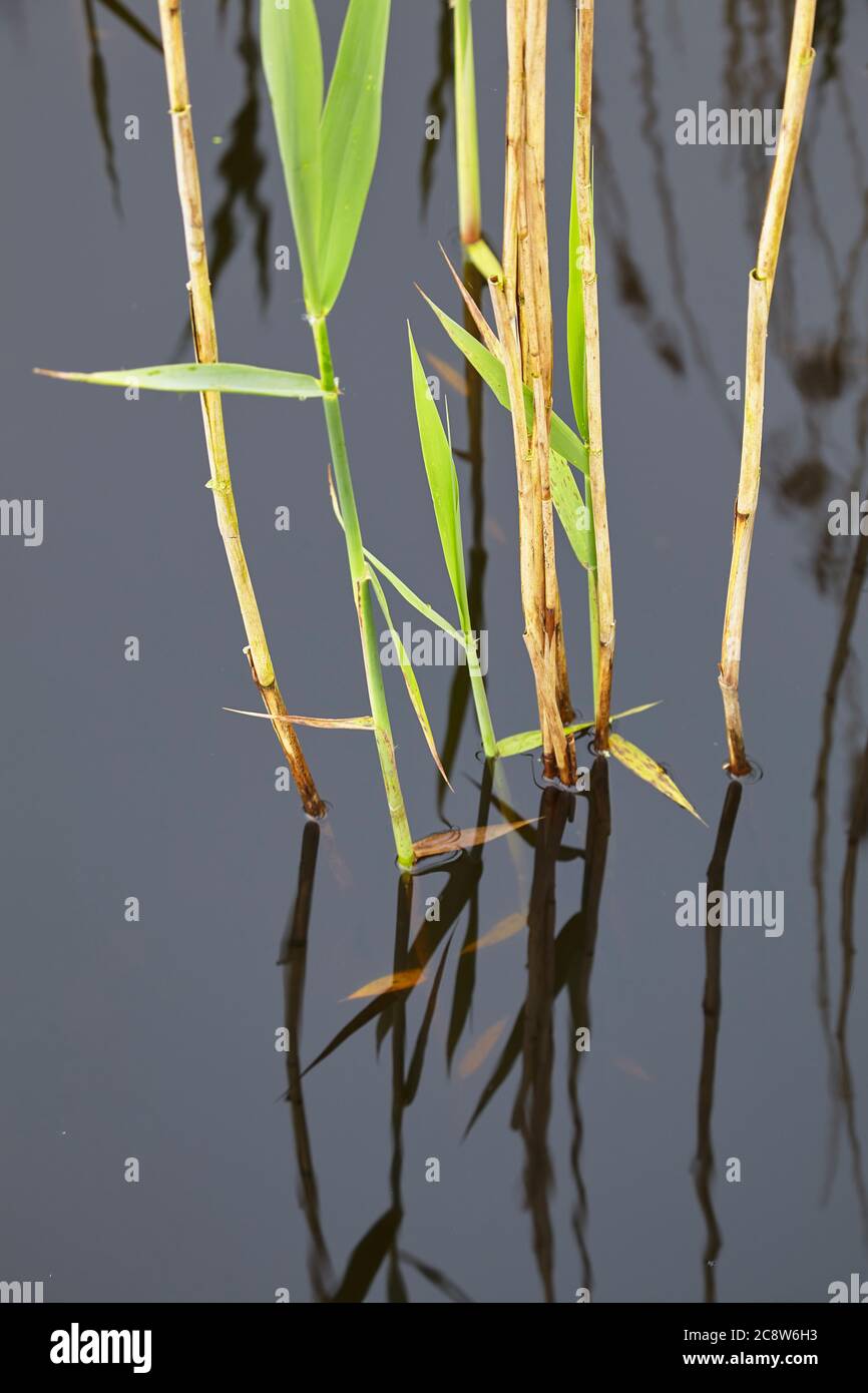 Roseaux au bord du lac début de nouvelles pousses de croissance au début du printemps, réserve naturelle de Westhay Moor, près de Glastonbury, Somerset, Grande-Bretagne. Banque D'Images