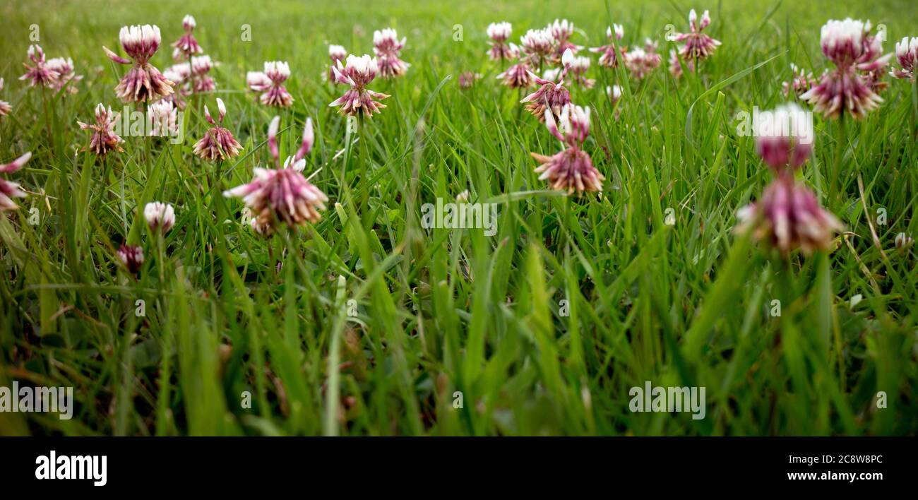 Une pelouse avec White Clover (Trifolium repens), Royaume-Uni Banque D'Images