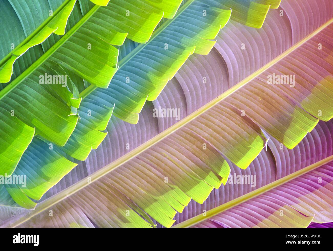 Feuille Ravinal Feuilles de Ravenala Madagascariensis (palmier du voyageur). Gros plan ...