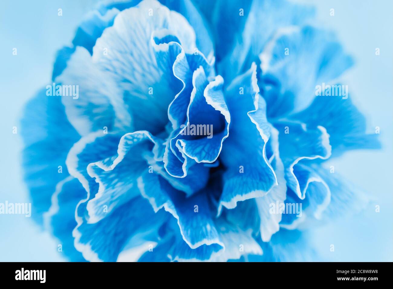 Fond de fleur de carnation bleu clair, gros plan Banque D'Images