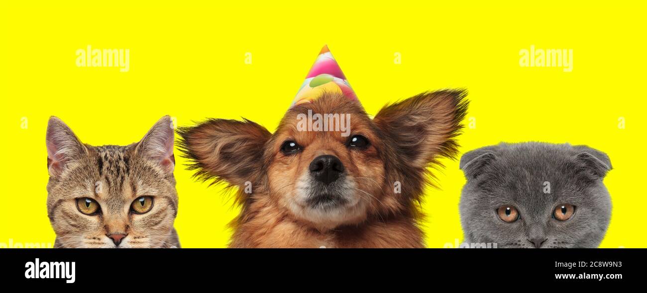 Adorable Happy Birthday Kitten Wearing Banque D Image Et Photos Alamy