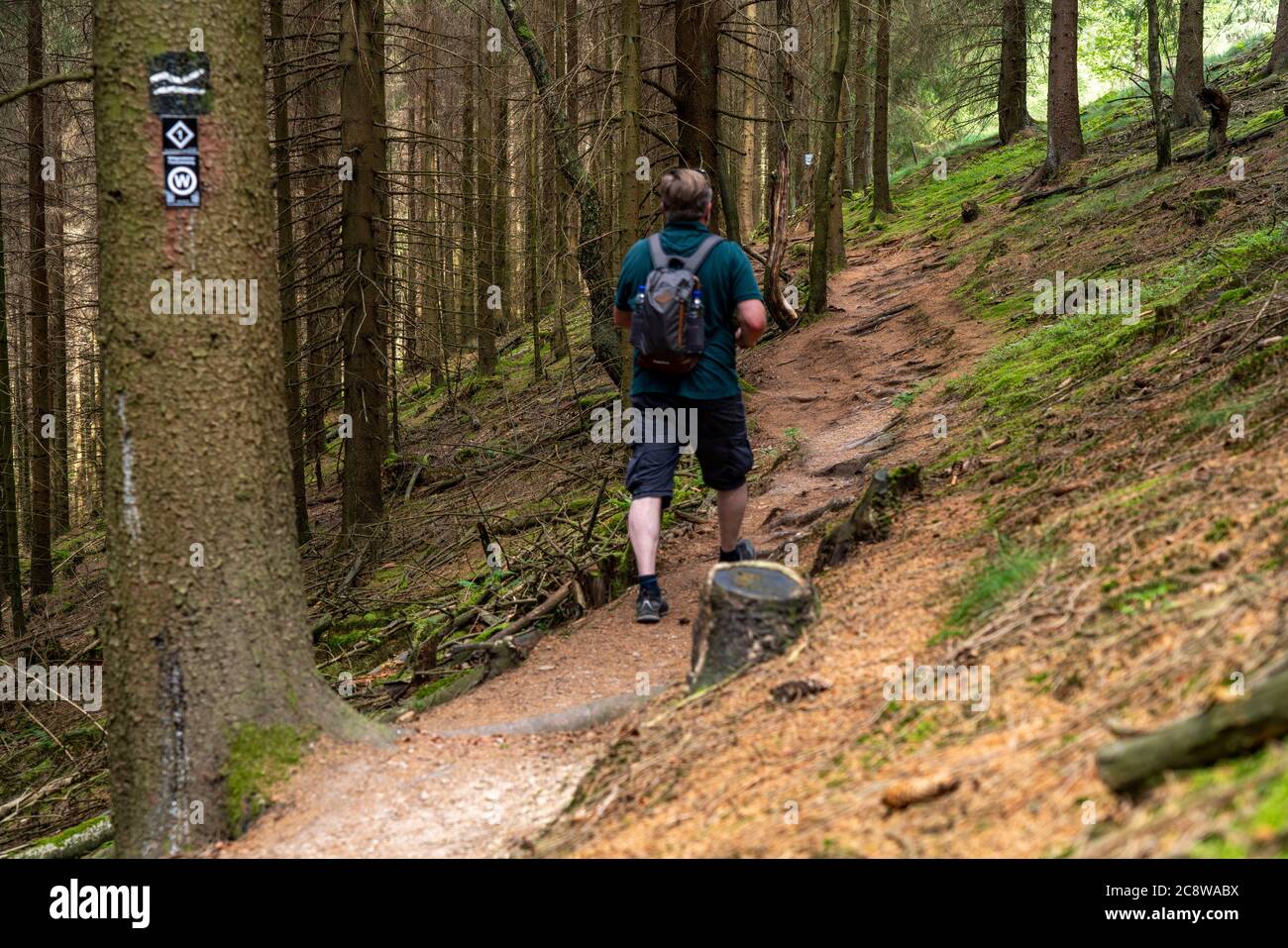 Randonnée dans le Sauerland, sentier près de Jagdhaus, sur le Rochaarsteig longue distance route de randonnée, quartier de Schmallenberg, NRW, Allemagne, Banque D'Images