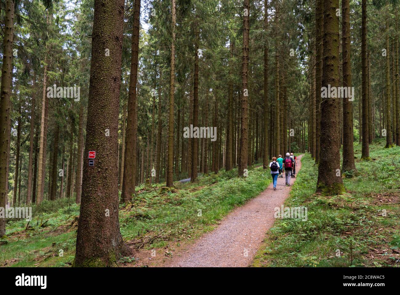 Randonnée dans le Sauerland, sentier près de Jagdhaus, sur le Rochaarsteig longue distance route de randonnée, quartier de Schmallenberg, NRW, Allemagne, Banque D'Images