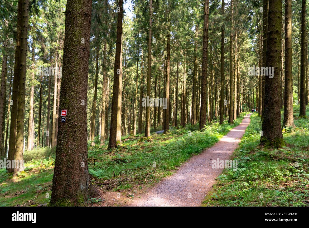 Randonnée dans le Sauerland, sentier près de Jagdhaus, sur le Rochaarsteig longue distance route de randonnée, quartier de Schmallenberg, NRW, Allemagne, Banque D'Images