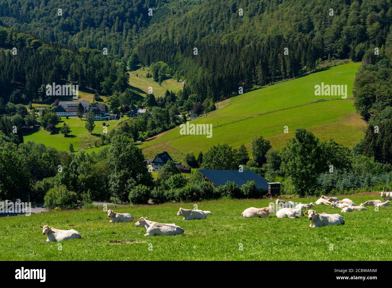 Pâturage de bétail, Sauerland, paysage près du village d'Oberkirchen, appartient à la ville de Schmallenberg, Hochsauerlandkreis, NRW, Allemagne Banque D'Images