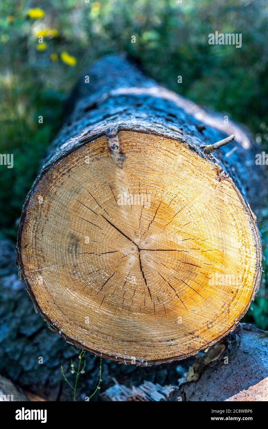 Arbre abattu, épinette, les anneaux annuels sont clairement visibles, ils donnent des informations sur l'âge de l'arbre et son état, Banque D'Images