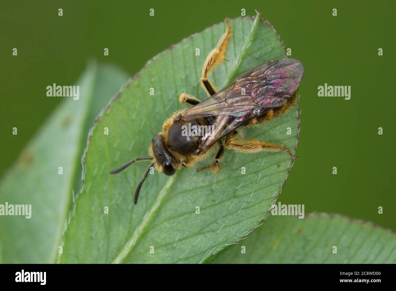 Gewöhnliche Schmalbiene, Schmalbiene, Gemeine Furchenbiene, Furchenbiene, Weibchen, Lasioglossum calceatum, Halictus calceatum, abeille à raie commune, fourrure Banque D'Images