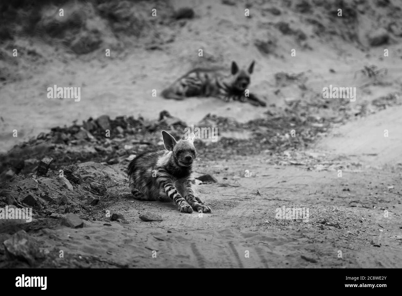 Portrait noir et blanc de l'hyène rayé ou de l'hyène sur la piste forestière pendant le safari au parc national de ranthambore rajasthan inde Banque D'Images