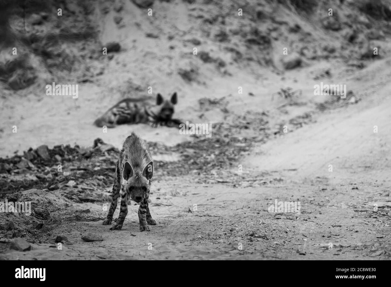 Portrait noir et blanc de l'hyène rayé ou de l'hyène sur la piste forestière pendant le safari au parc national de ranthambore rajasthan inde Banque D'Images