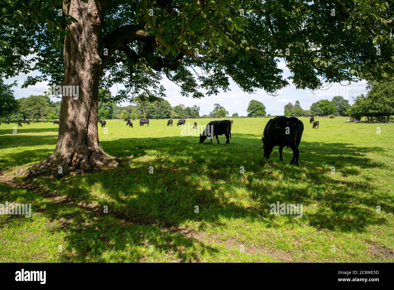 Élevage biologique de bœuf, Home Farm, Beningbrough, Yorkshire, Royaume-Uni Banque D'Images