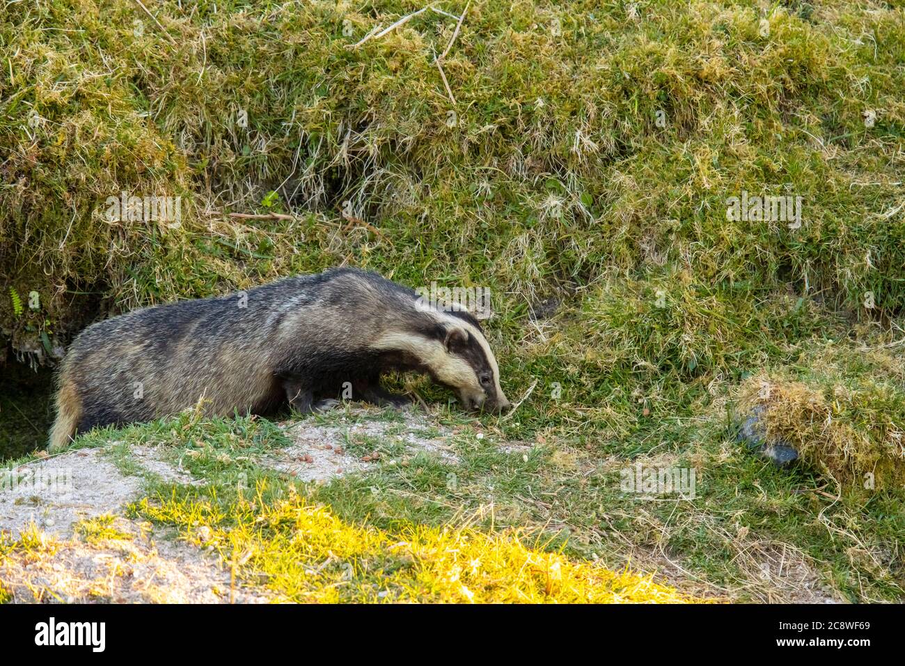 Badger s’emrerant de son entrée en plein jour au début de l’été. Banque D'Images