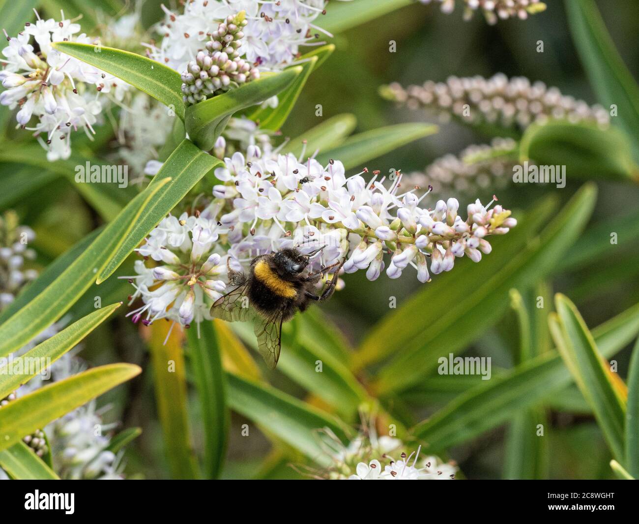 Une abeille à queue blanche se nourrissant d'un pic de fleur de Hebe Banque D'Images