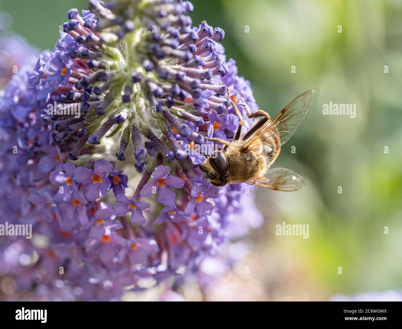 Un gros plan d'une abeille se nourrissant d'une fleur de bourgedleia Banque D'Images