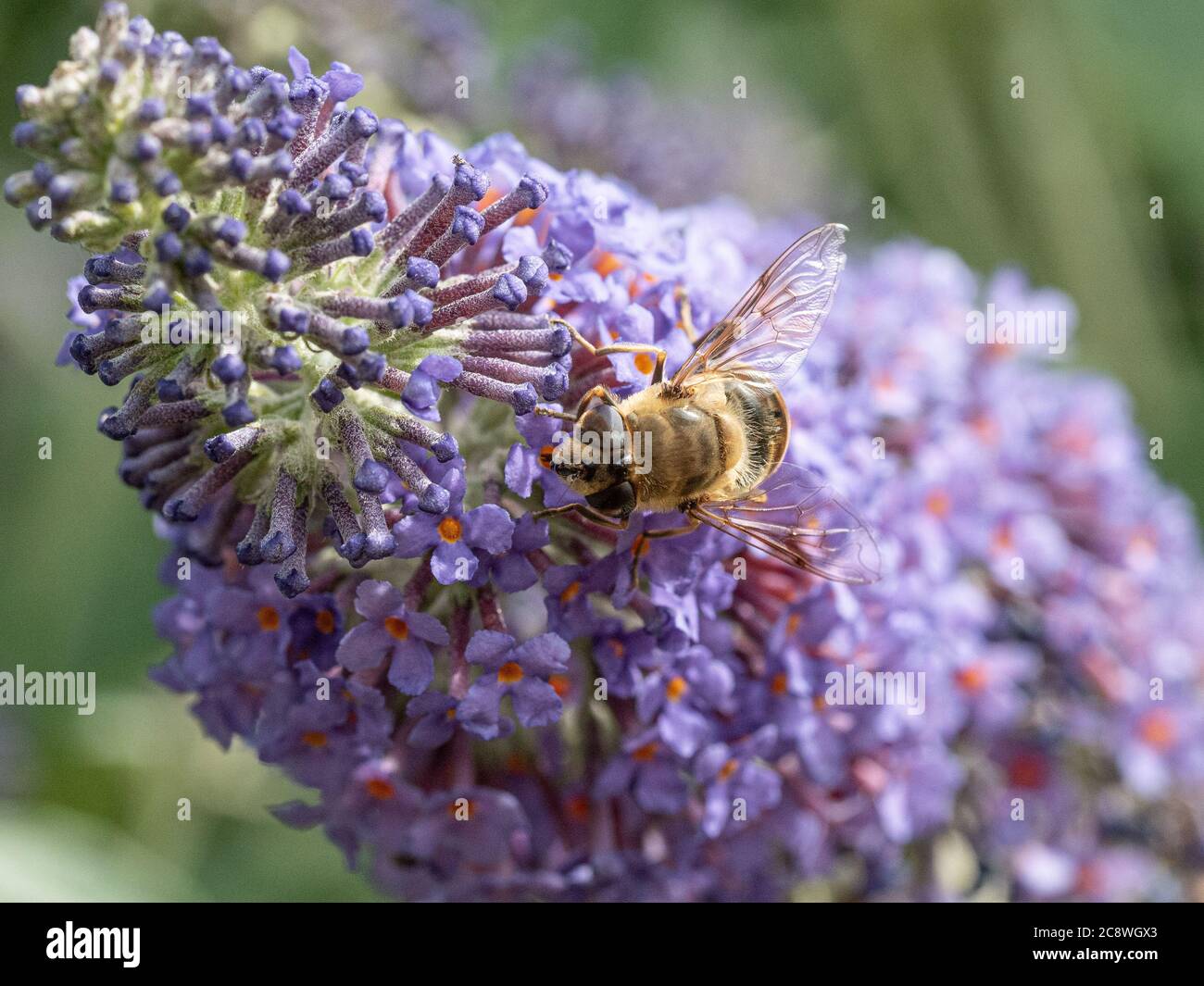 Un gros plan d'une abeille se nourrissant d'une fleur de bourgedleia Banque D'Images