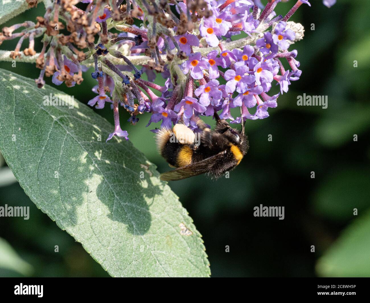 Une abeille à queue blanche - Bombus lucorum se nourrissant sur une fleur de Buddleia avec un sac de pollen complet sur sa jambe Banque D'Images