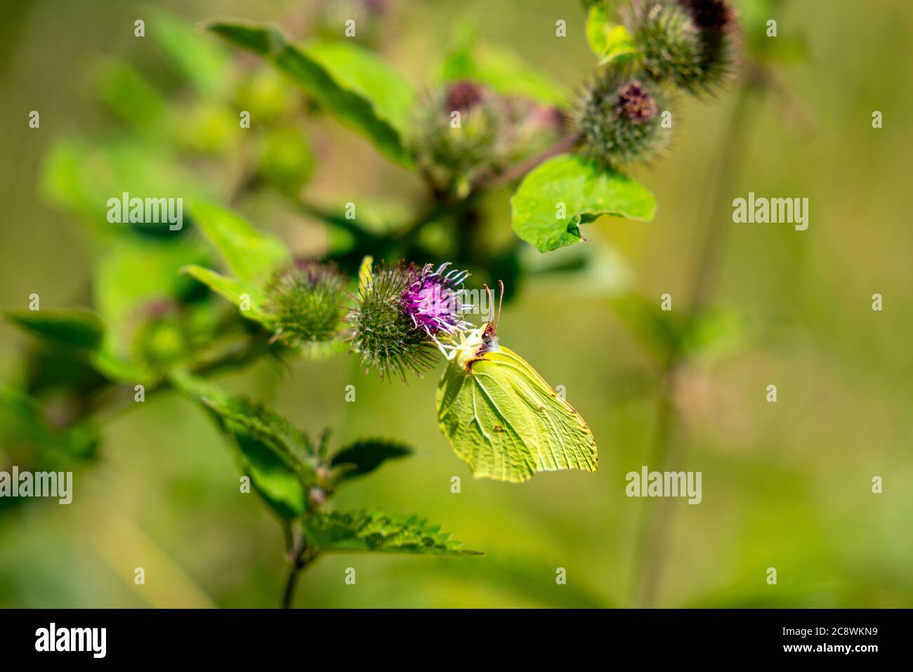 Papillon, papillon de citron, Gonepteryx rhamni, sur une plante, chardon commun, Banque D'Images