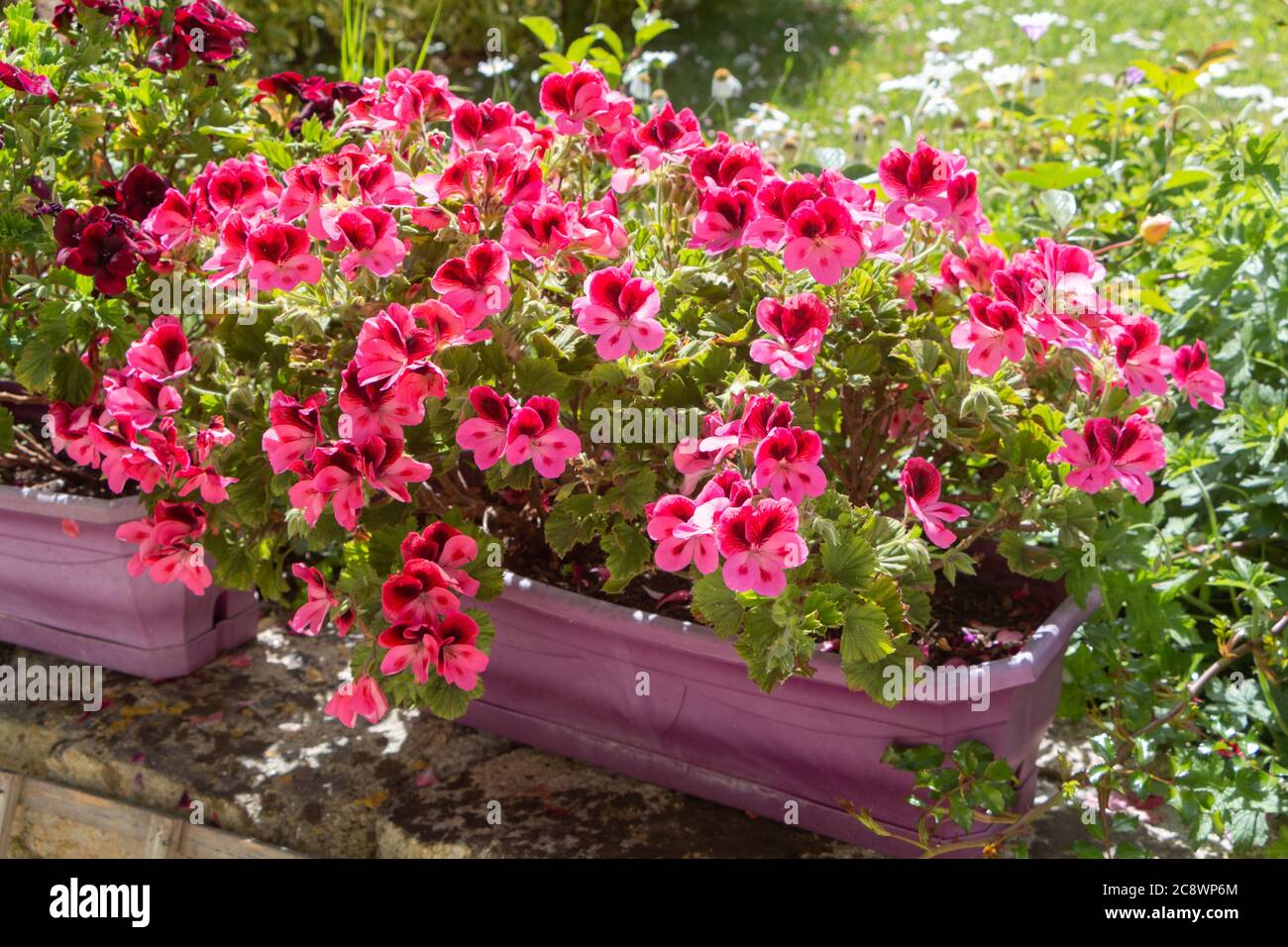 Géraniums roses dans un pot de fleurs au printemps Banque D'Images