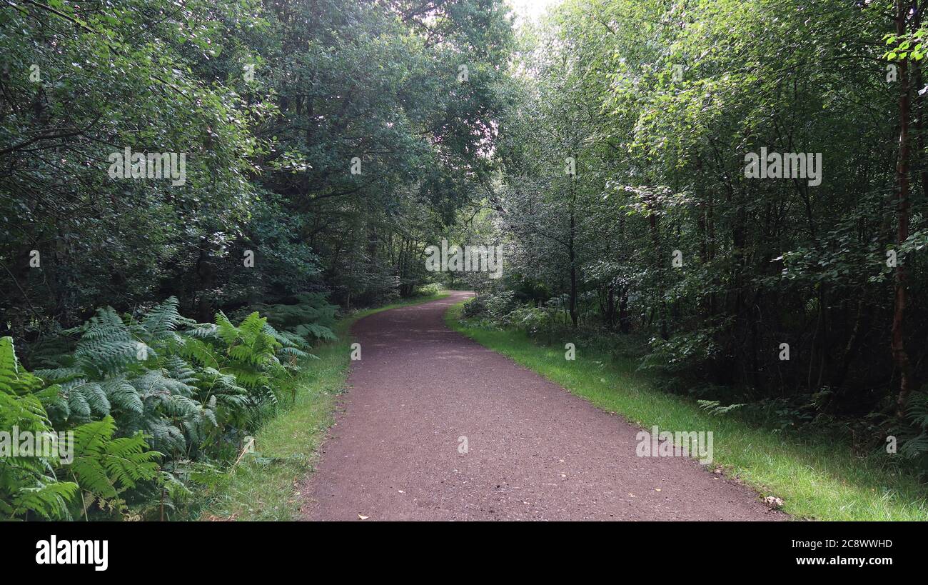 Route cachée dans la forêt verte Banque D'Images