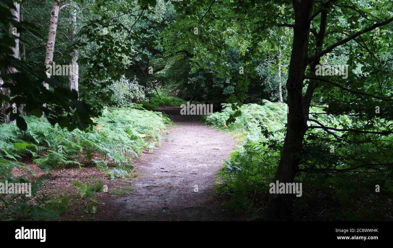 Route cachée dans la forêt verte Banque D'Images