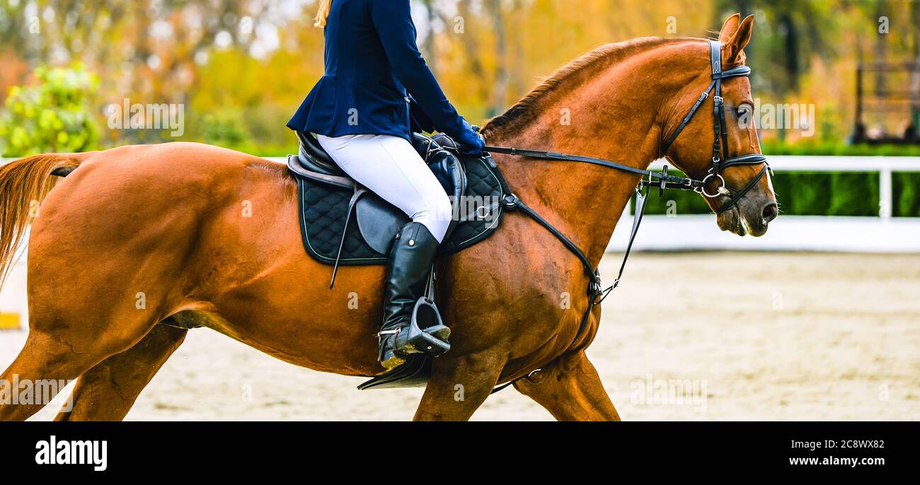 Cheval et cavalier en uniforme effectuant un saut à la compétition de saut de spectacle. Bannière horizontale de cheval pour la conception d'en-tête de site Web. Formation en sports équestres Banque D'Images