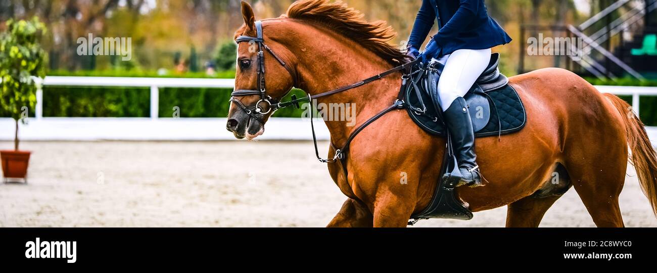 Cheval et cavalier en uniforme effectuant un saut à la compétition de saut de spectacle. Bannière horizontale de cheval pour la conception d'en-tête de site Web. Formation en sports équestres Banque D'Images