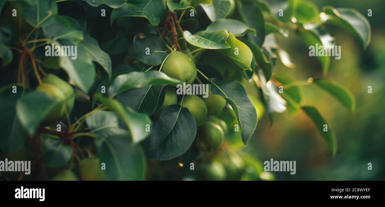 Poires mûres accrochées à une branche d'arbre, nourriture végétarienne, nourriture biologique Banque D'Images