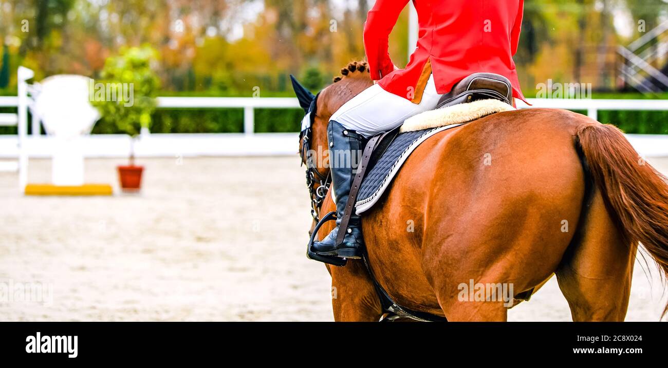 Sorrel dressage cheval et cavalier en uniforme rouge effectuant le saut à la compétition de saut de spectacle. Expérience en sports équestres. Portrait de cheval de chesnut pendant Banque D'Images