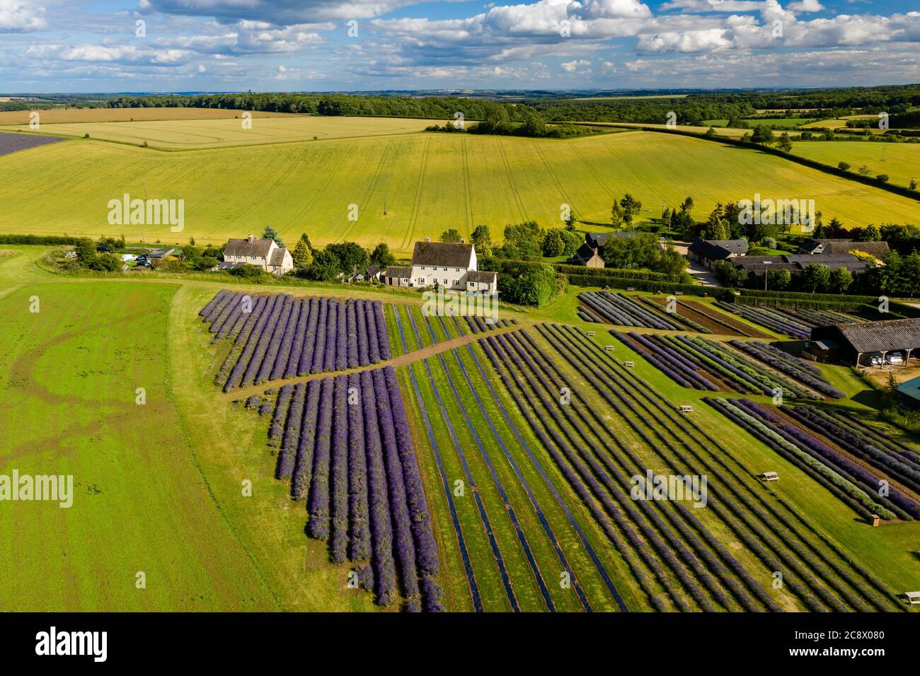 Vue aérienne sur les champs colorés de Lavender dans la campagne anglaise Banque D'Images