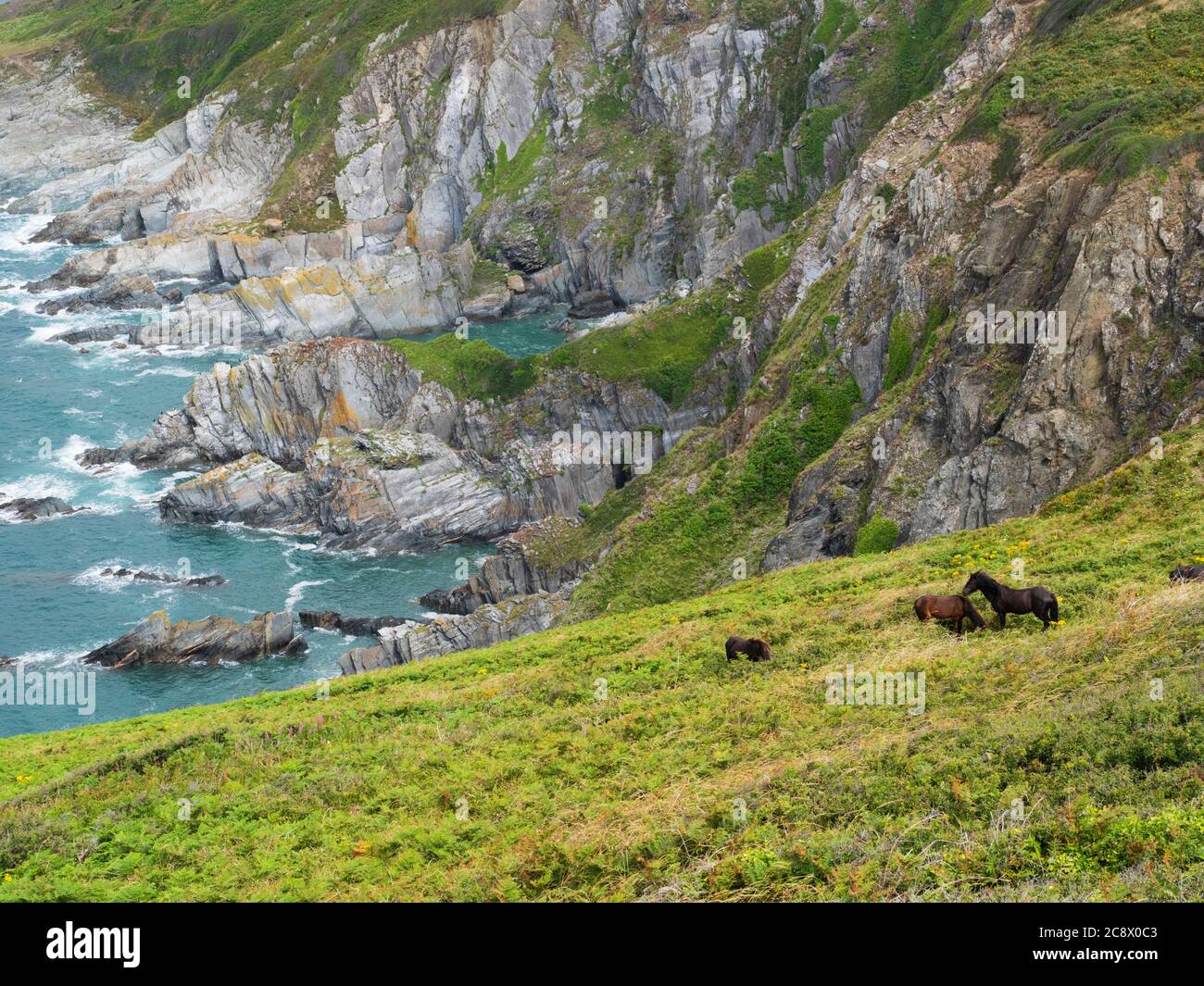 Introduit la mise en forme de poneys de Dartmoor sur Rame Head, à Cornwall, au Royaume-Uni, dans le cadre d'un programme de gestion des terres naturelles Banque D'Images