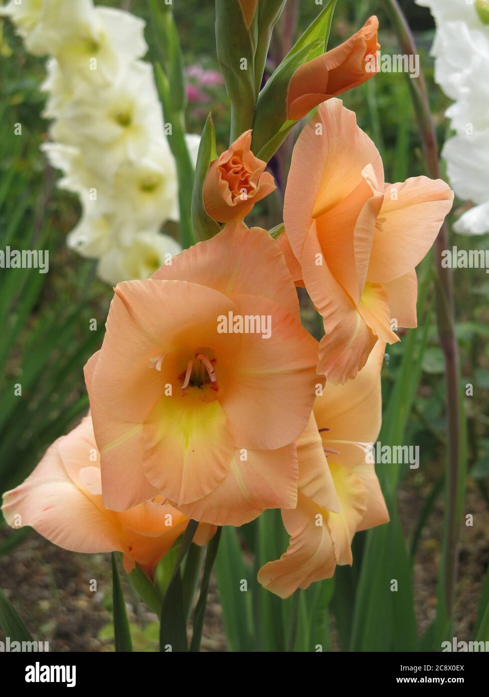 Cultivé à partir de cormes, gladioli fournissent de hautes spires de couleur vive dans les programmes de plantation d'été dans le jardin; gros plan d'une espèce d'abricot. Banque D'Images