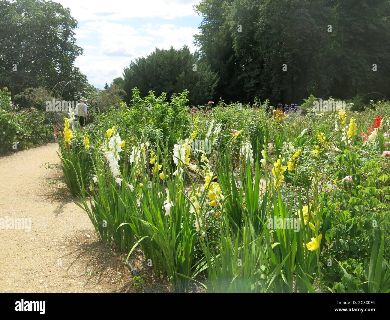 De hautes flèches colorées de gladioli remplissent le jardin des roses dans le domaine du manoir Waddesdon du National Trust près d'Aylesbury. Banque D'Images