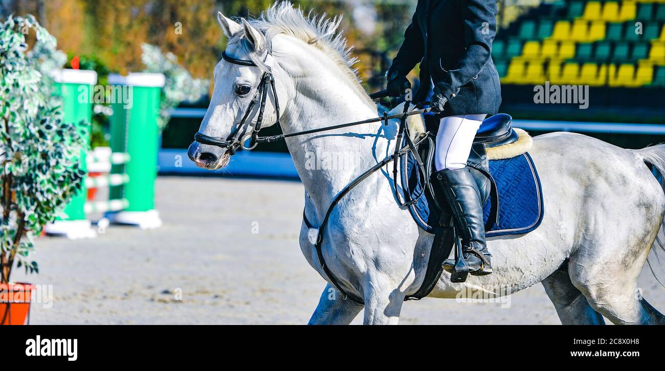 Cheval et cavalier en uniforme. Beau portrait blanc de cheval pendant la compétition de saut de sport équestre, espace de copie. Banque D'Images