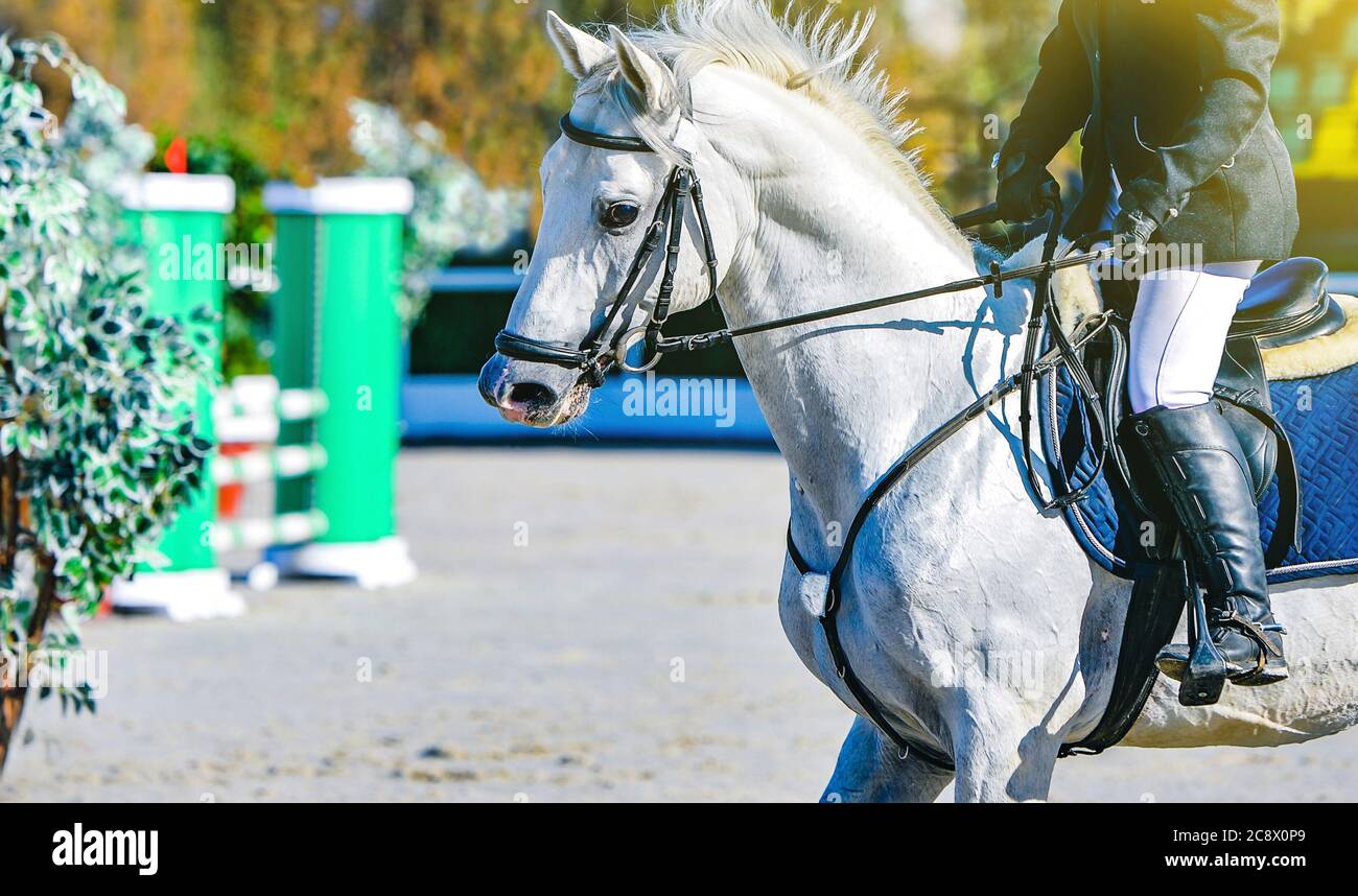 Cheval et cavalier en uniforme. Beau portrait blanc de cheval pendant la compétition de saut de sport équestre, espace de copie. Banque D'Images