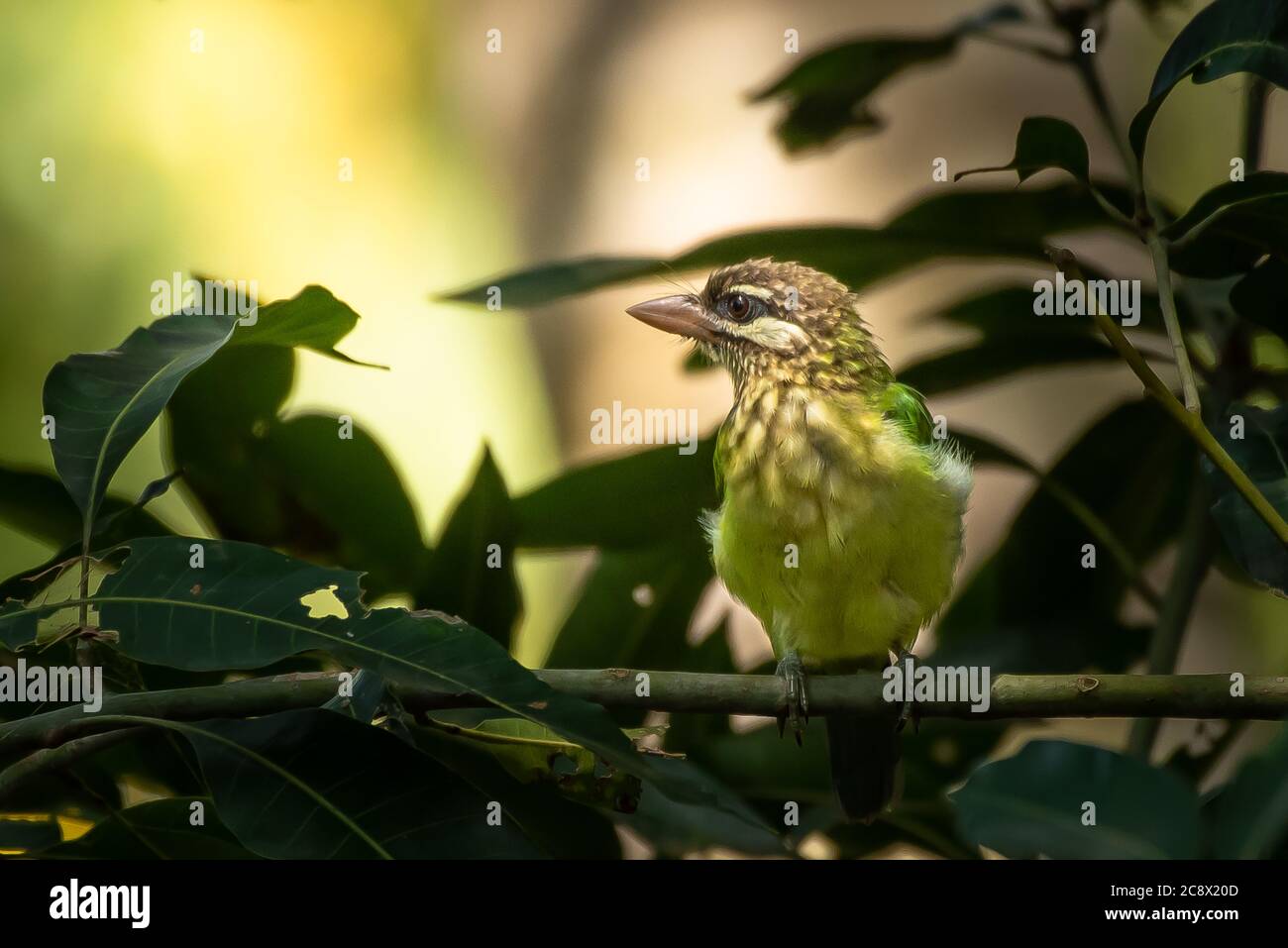 Barbet blanc perchée sur un manguier Banque D'Images