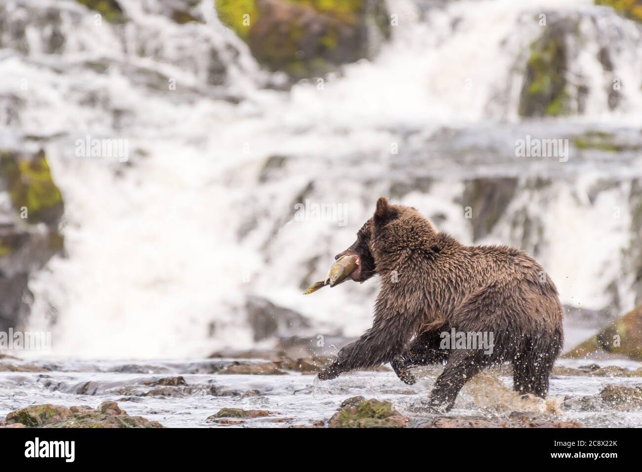 Ours brun côtier (Grizzly) (Ursus arctos horribilis) traversant une rivière de l'Alaska du sud-est transportant un saumon devant une chute d'eau. Banque D'Images