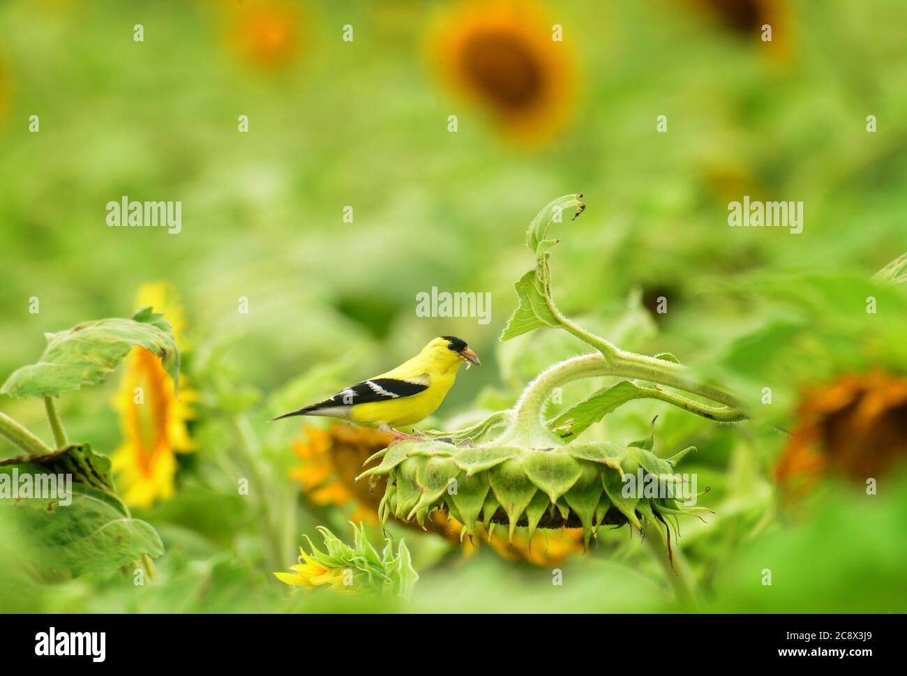 Goldfinch debout sur un tournesol sauvage mangeant des graines de tournesol Banque D'Images