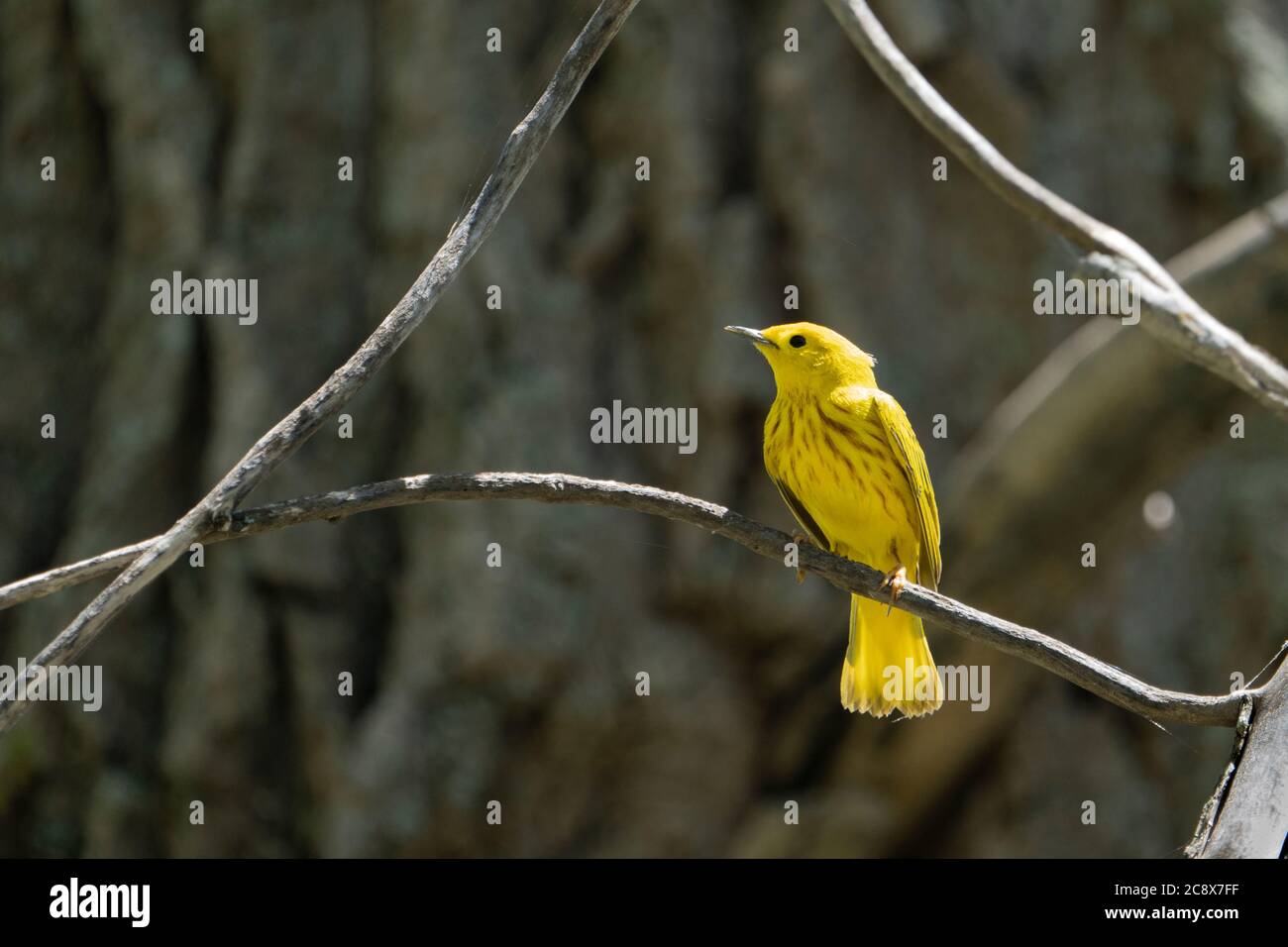 Paruline jaune perchée dans un arbre et signant dans un parc Banque D'Images