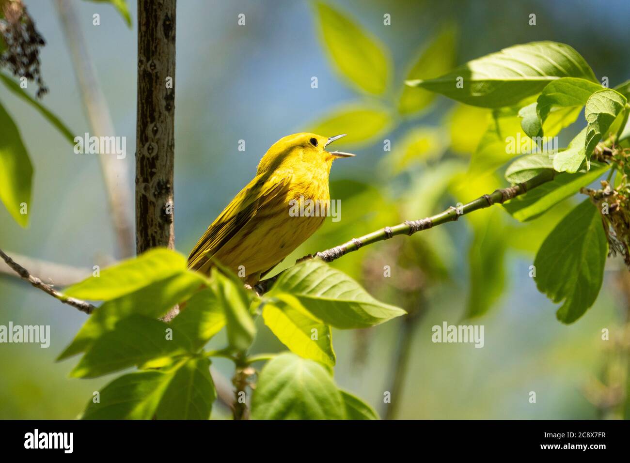 Paruline jaune perchée dans un arbre et signant dans un parc Banque D'Images