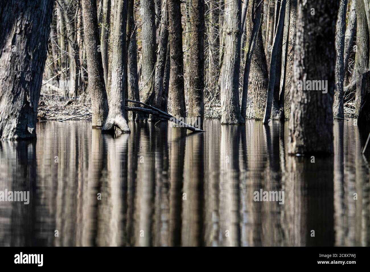 Les troncs d'arbres réfléchissent dans une forêt inondée au printemps Banque D'Images