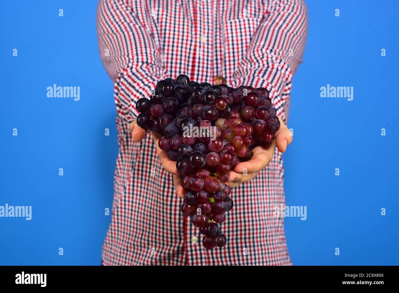 Farmer en chemise à carreaux montre sa récolte. Les vignerons sont remplis de raisins violets. Concept de viticulture et de jardinage. Les mains de sexe masculin tiennent un groupe de raisins mûrs sur fond bleu Banque D'Images