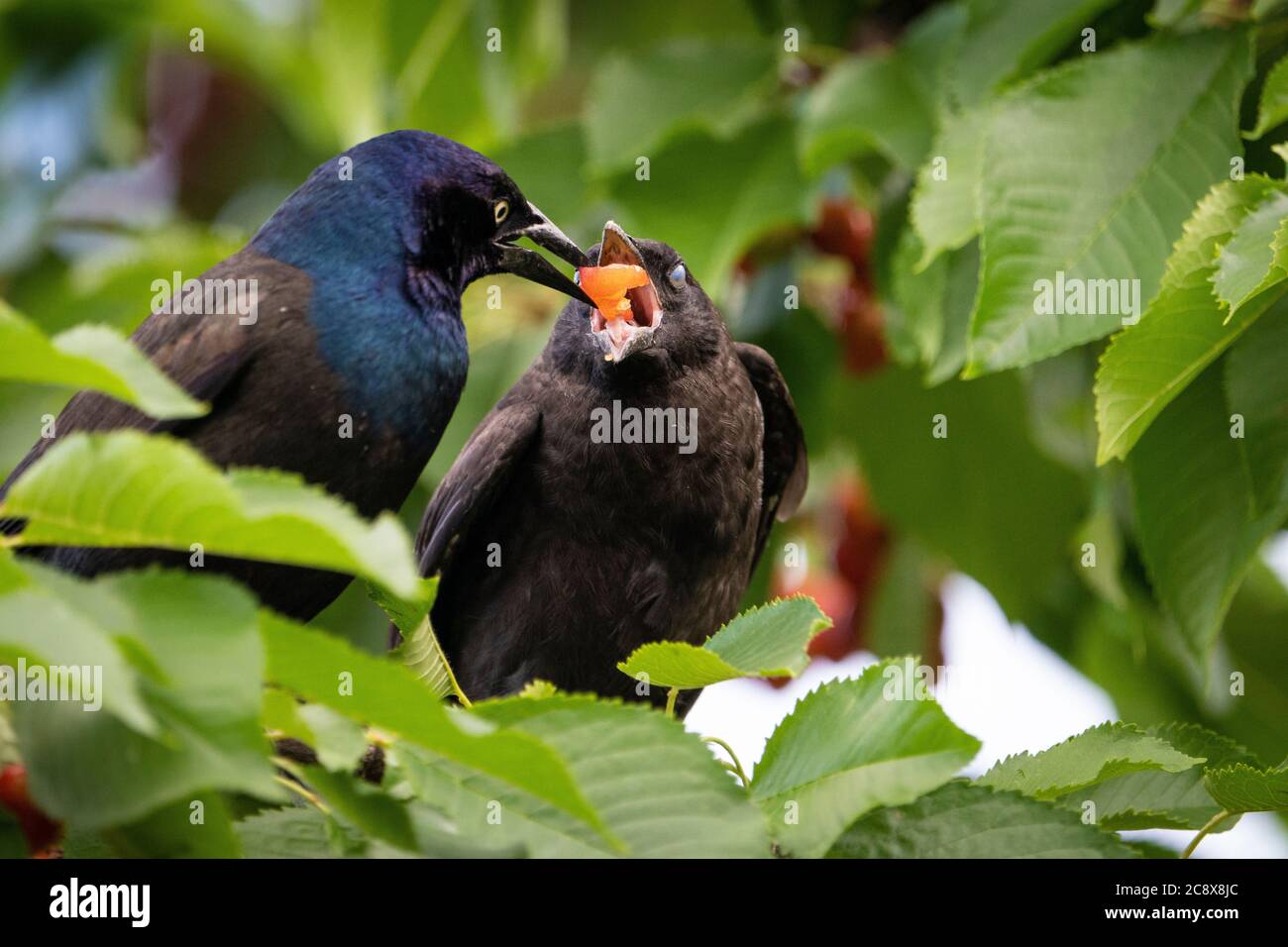 La Grackle commune de parent nourrissant ses jeunes dans un cerisier Banque D'Images