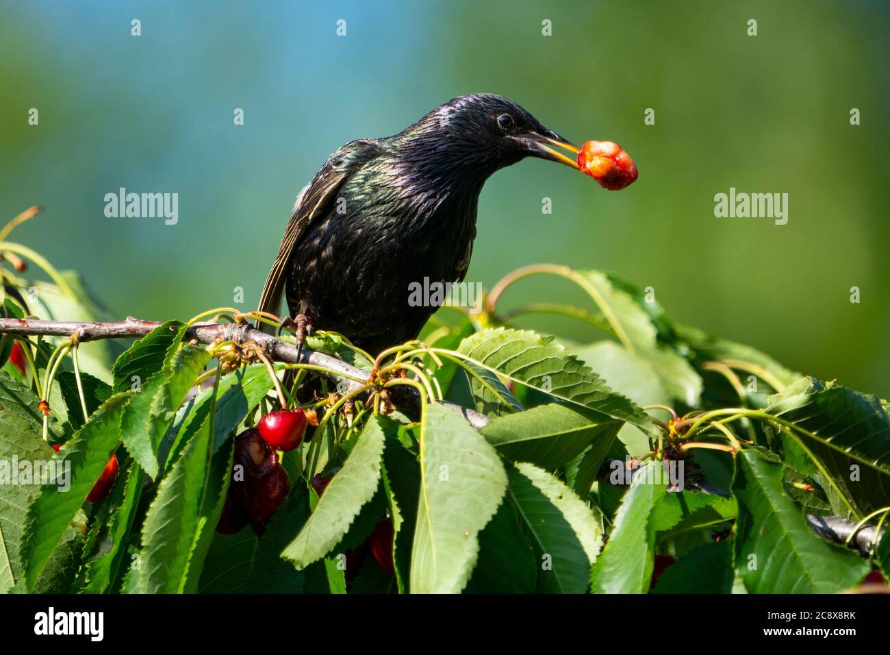 L'Europe Starling se nourrissant dans un cerisier Banque D'Images