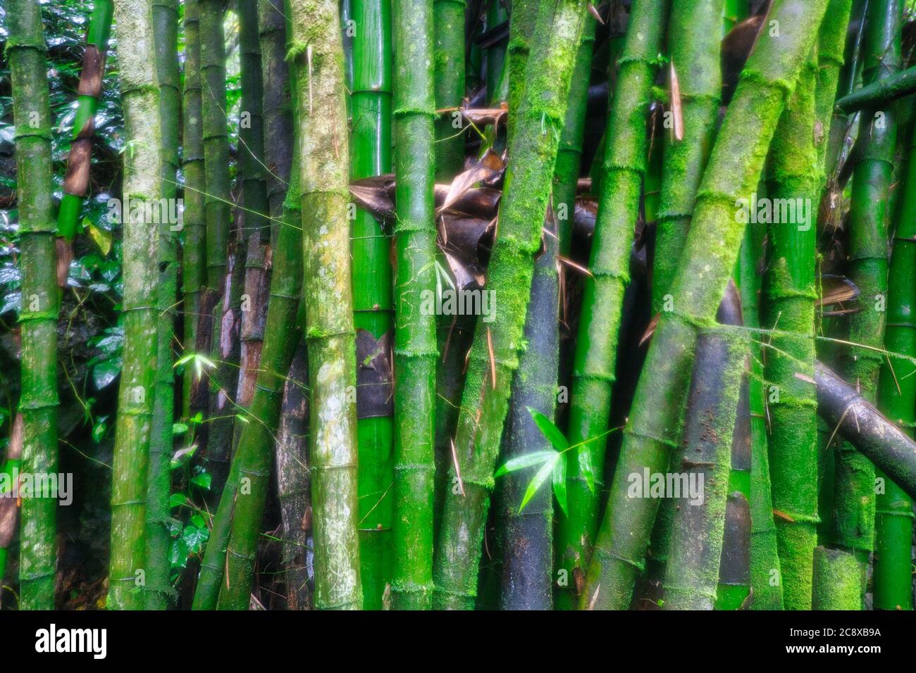 Une parcelle de gros bambou poussant dans un jardin en Jamaïque, dans les Caraïbes Banque D'Images