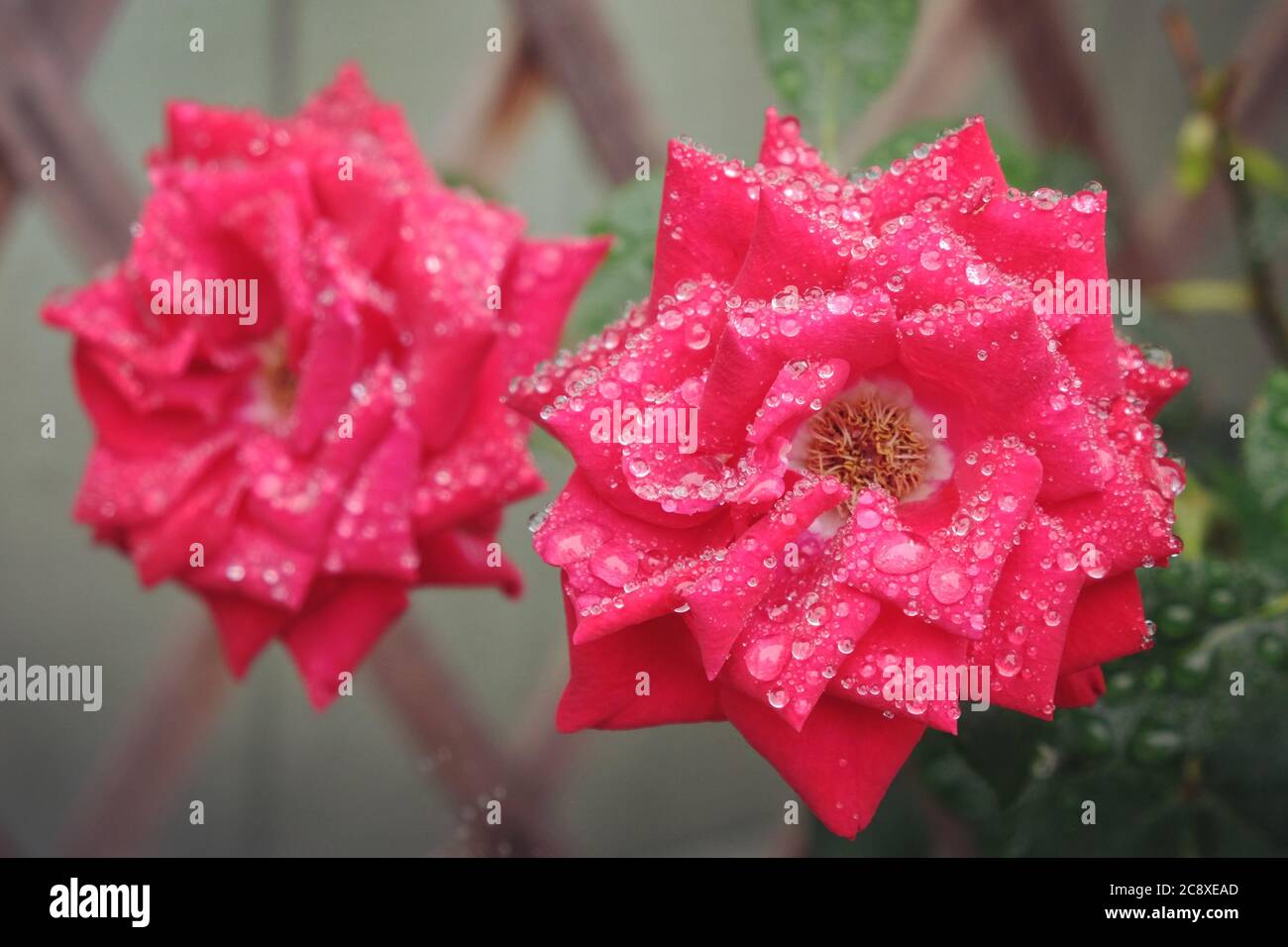 La pluie tombe sur les roses rouges Banque D'Images