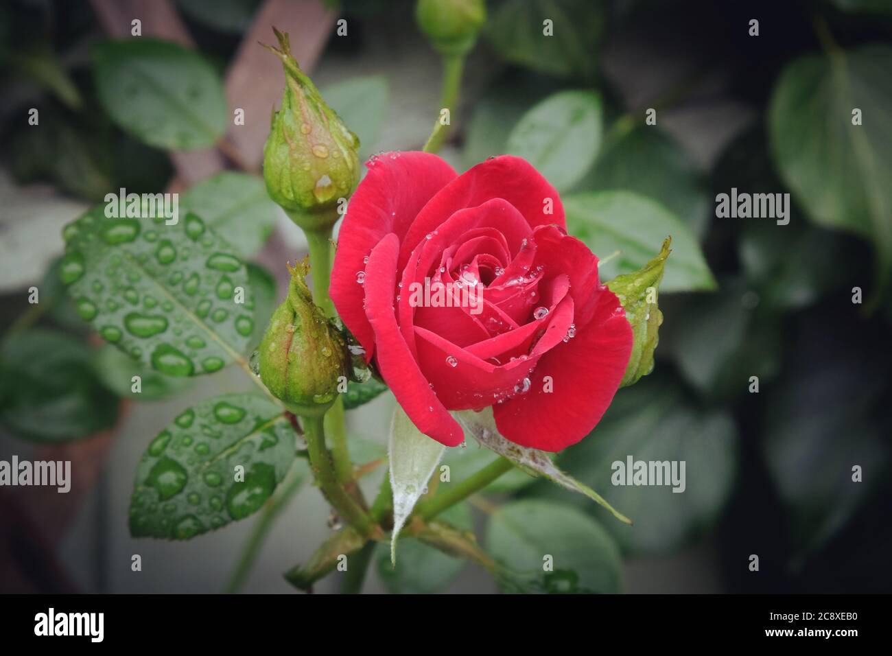 La pluie tombe sur les roses rouges Banque D'Images